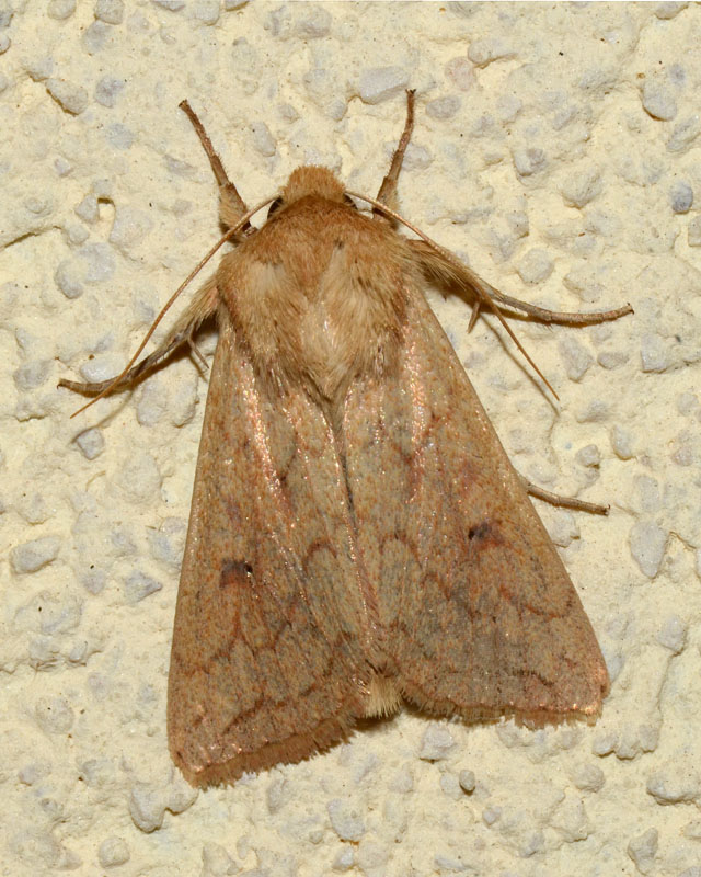 3 Noctuidae genere Mythimna da confermare